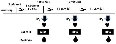 Muscle Oxygenation, Heart Rate, and Blood Lactate Concentration During Submaximal and Maximal Interval Swimming